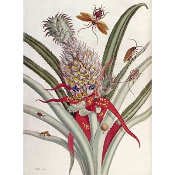 Pineapple - Ananas With Surinam Insects Canvas Art - J Mulder (18 x 24)