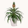 thumbnail image 1 of Pineapple Bromeliad, 1 of 1