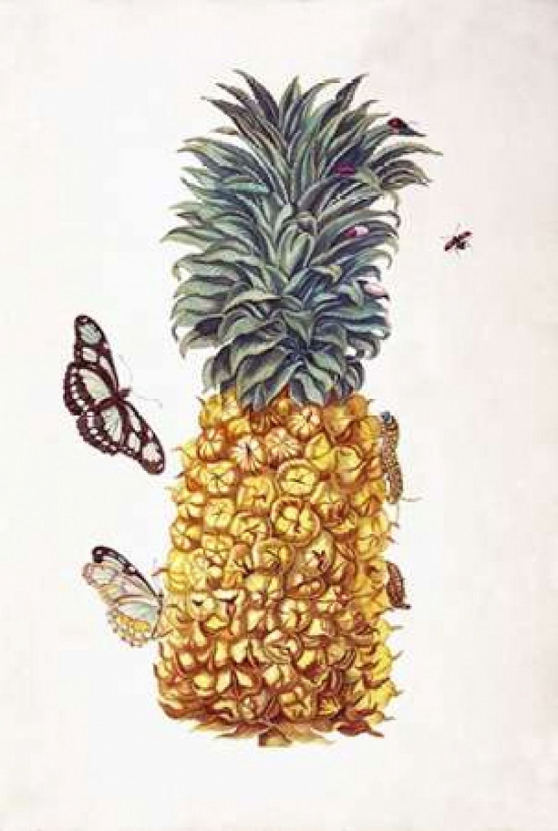 Pineapple Butterflies plate 11 Canvas Art - Sybilla Merian (12 x 18)