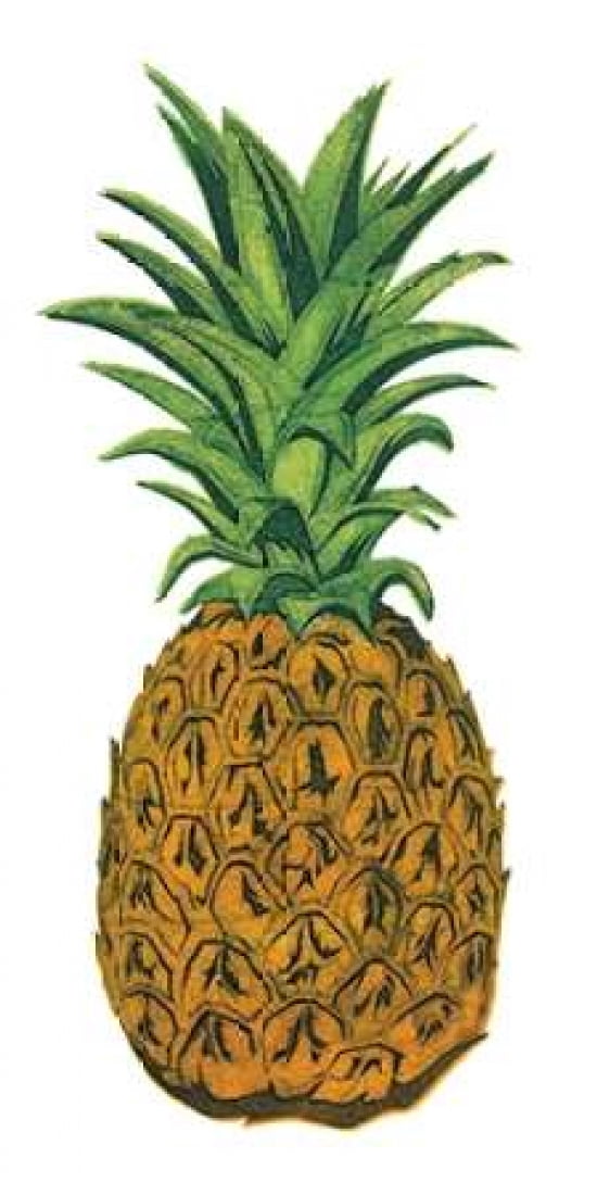 Pineapple Canvas Art - Barry Goodman (10 x 20)