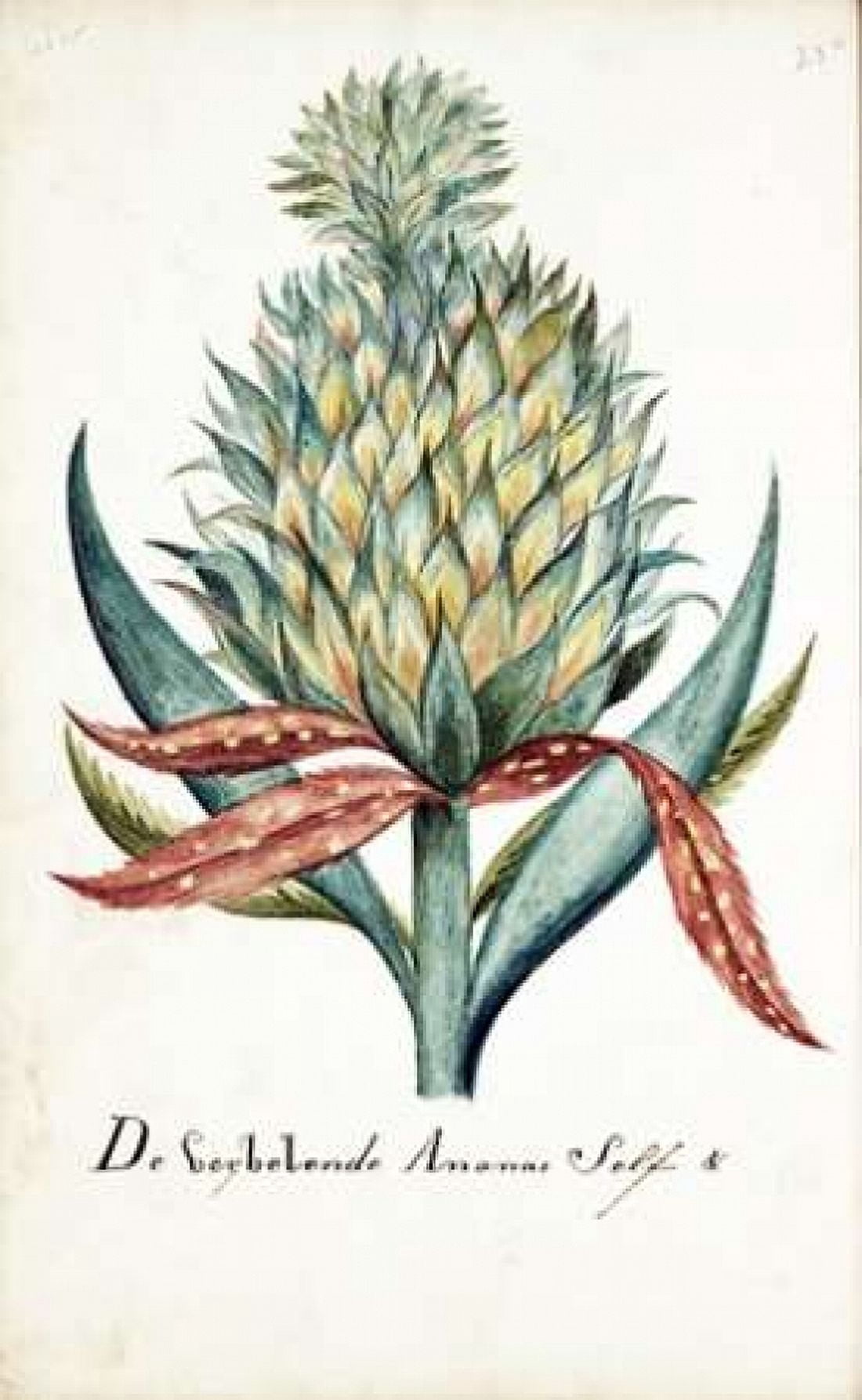 Pineapple Canvas Art - Cornelis Markee (12 x 18)