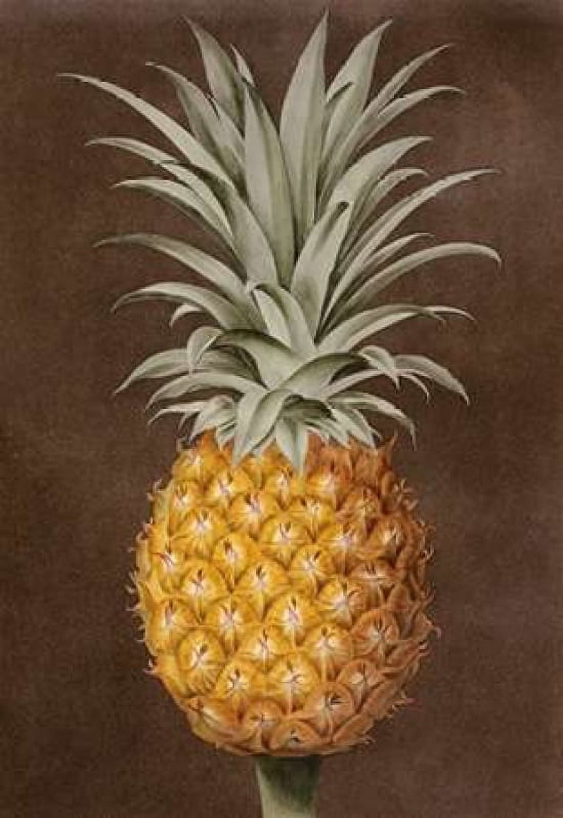 Pineapple Canvas Art - George Brookshaw (20 x 28)