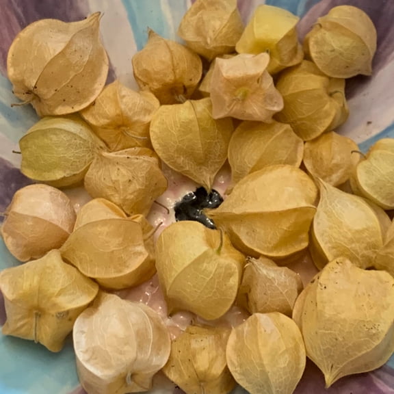 Pineapple Ground Cherry Live Plants in 2.5" Growers Pot (6 Count)