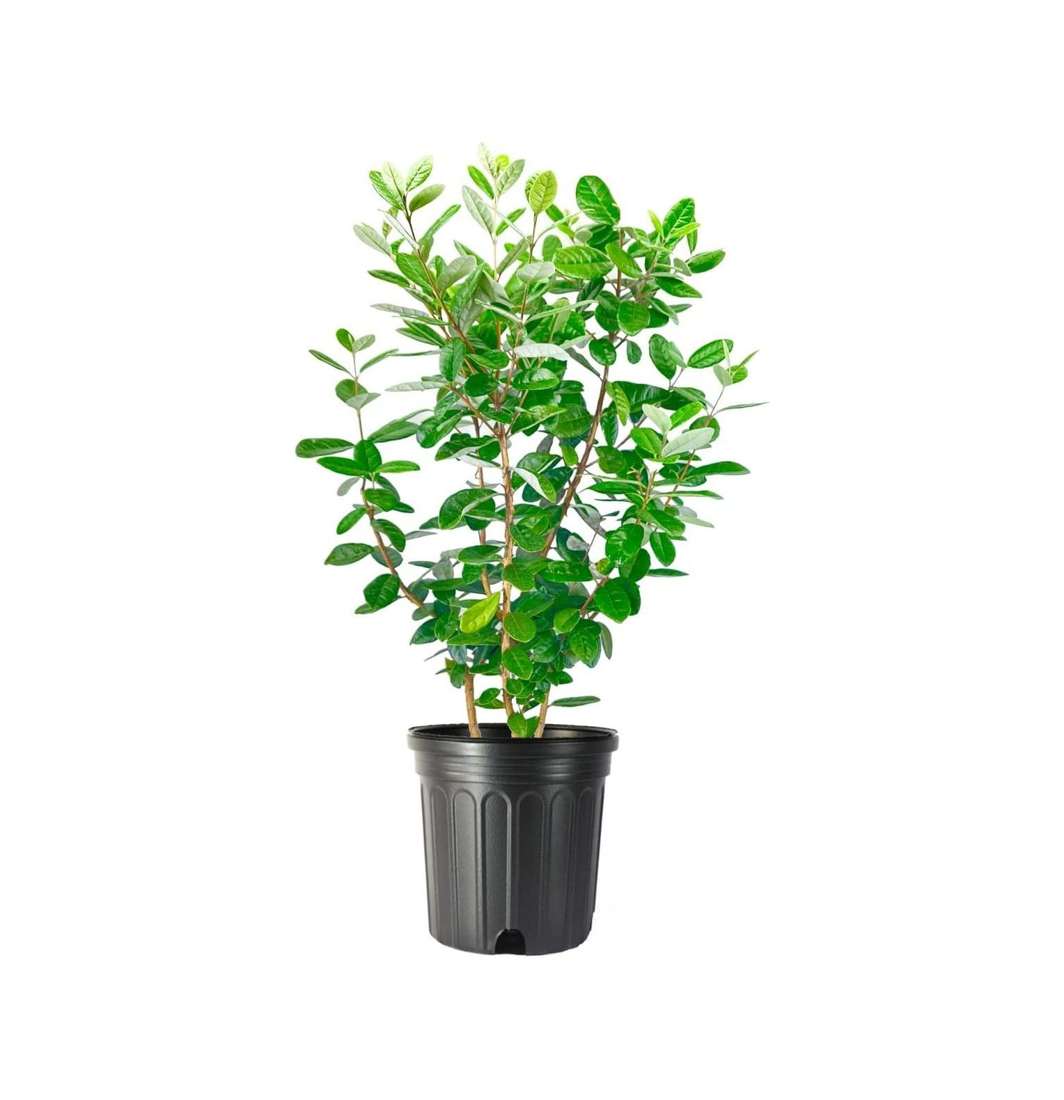 Pineapple Guava 1 Extra Large 3 Gallon Plant Feijoa Sellowiana