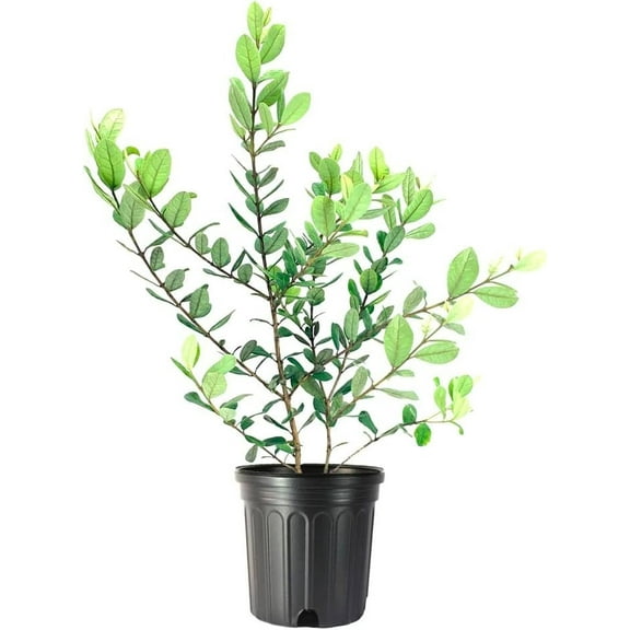 Pineapple Guava  1 Large Gallon Size Plant  Feijoa Sellowiana  Edible Fruit Shrub and Fragrant Flowering Foliage