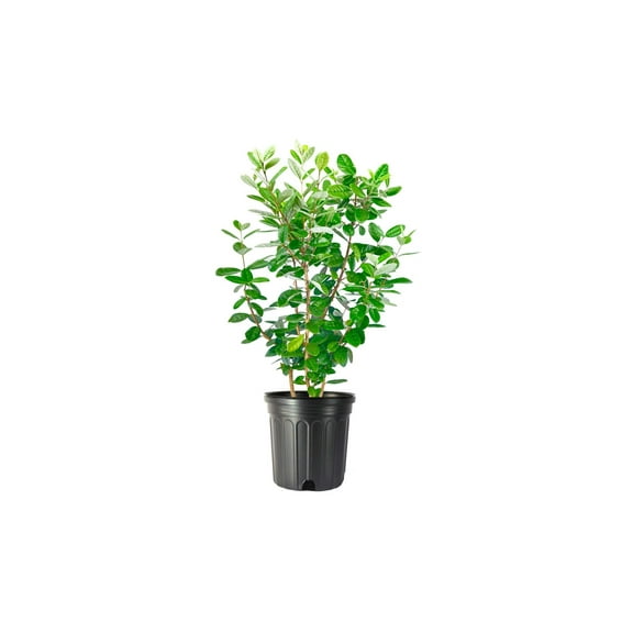 Pineapple Guava 2 Extra Large 3 Gallon Plants Feijoa Sellowiana Edible Fruit Shrub and Fragrant Flowering Foliage