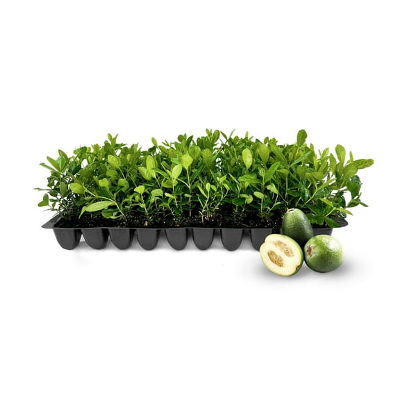 Pineapple Guava - 60 Live Plants - Feijoa Sellowiana - Edible Fruit and Flowering Foliage