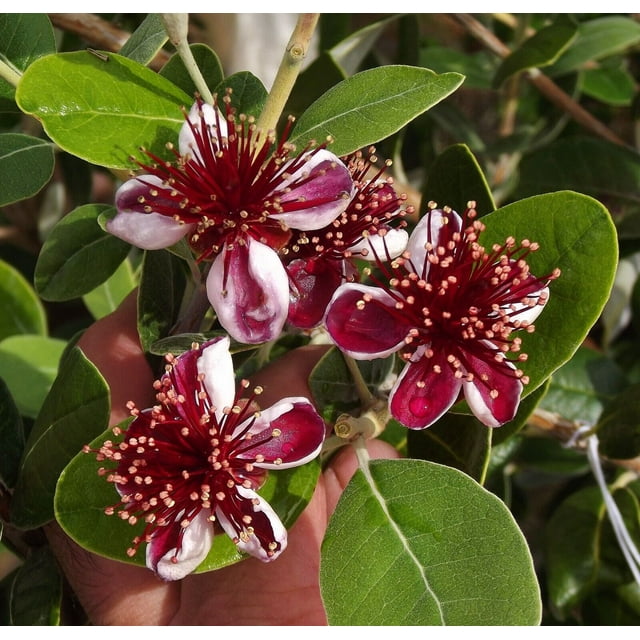 Pineapple Guava Feijoa Sellowiana Well Rooted STARTER PlantGrow