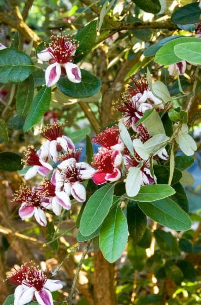 Cold Hardy Pineapple Guava Tree Feijoa sellowiana Live Plant