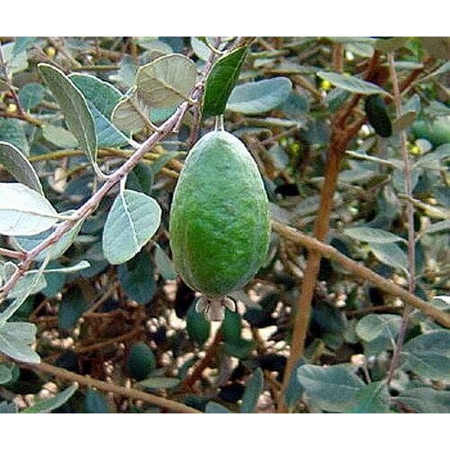Pineapple Guava (Feijoa sellowiana 'Nazemetz') Tropical Fruit Trees