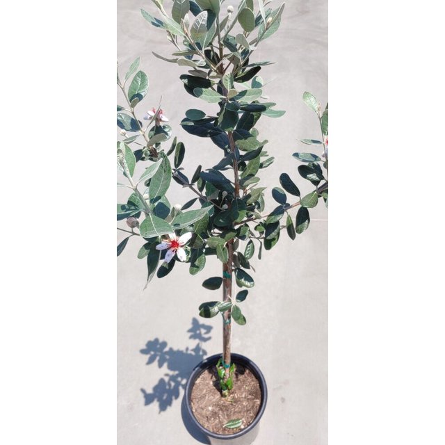 Pineapple Guava (Feijoa sellowiana 'Nazemetz') Tropical Fruit Trees