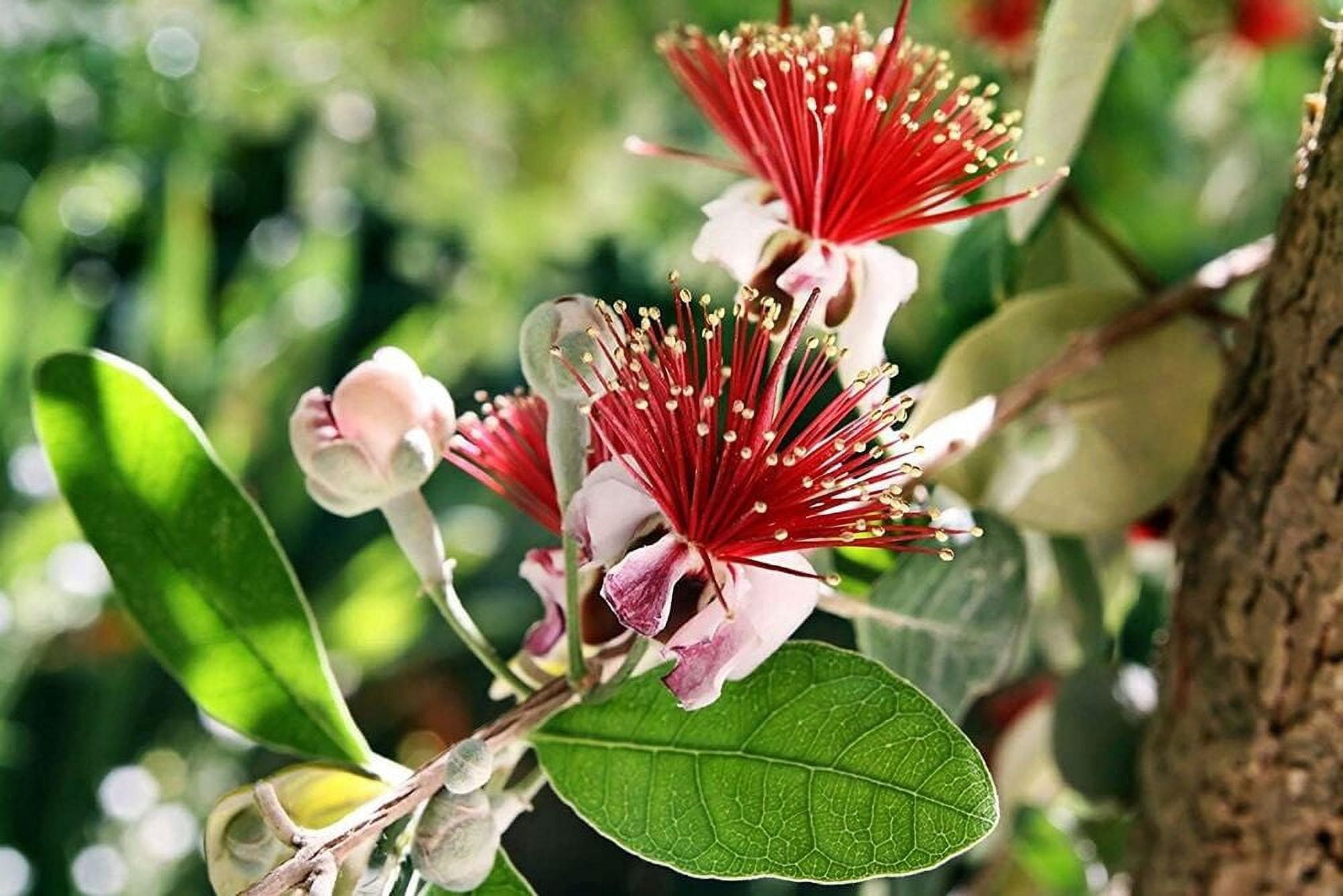 Pineapple Guava Large Gallon Size Plants Feijoa Sellowiana