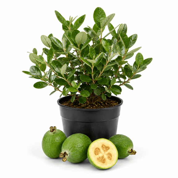 Pineapple Guava Live Plant 4-6 Inch Tall, Feijoa Fruit Tree Starter for Indoor and Outdoor Growing