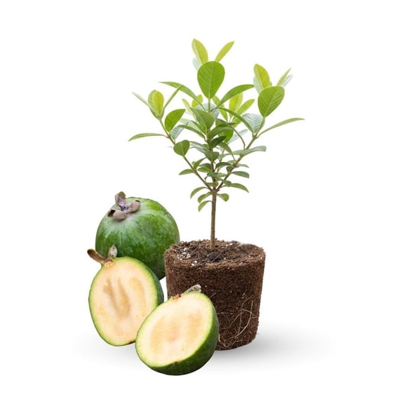 Pineapple Guava Live Plant 4 to 6 Inch Starter, Fruit Tree for Outdoor Garden
