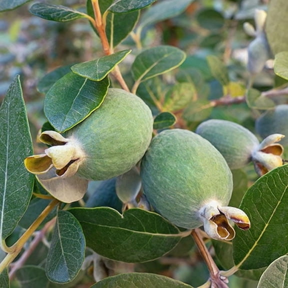 Pineapple Guava Evergreen Fruit Tree with Sweet Tropical Fruit for Home Gardens and Orchards