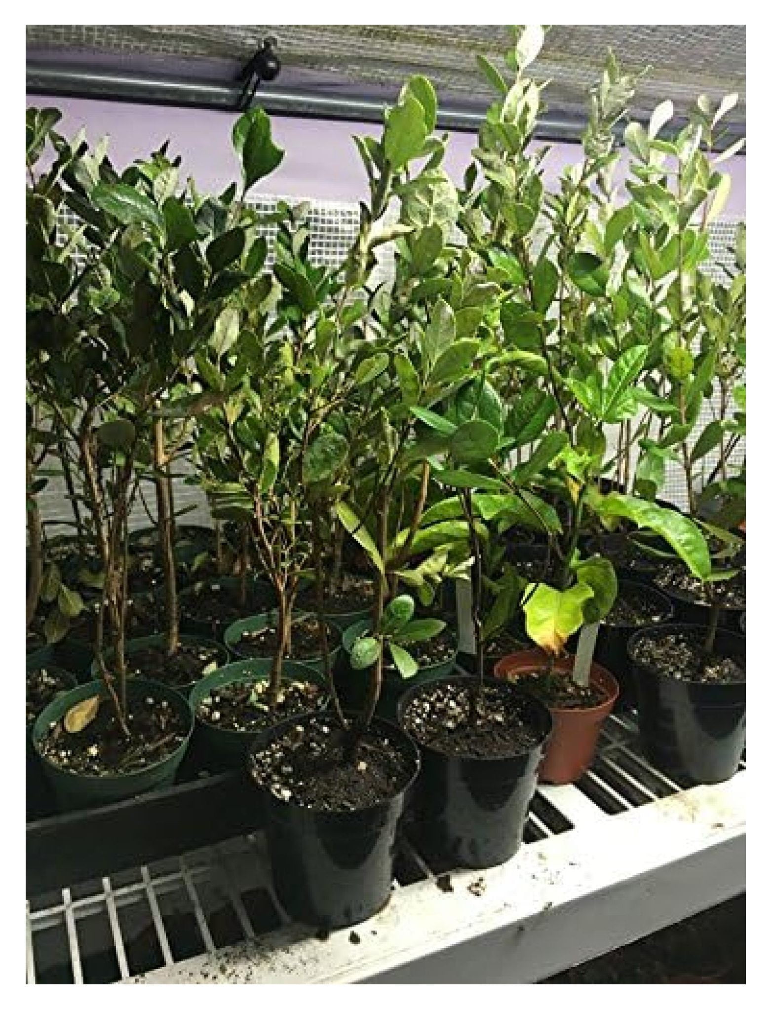 Pineapple Guava Live Plant Feijoa sellowiana Cold Hardy Edible 2