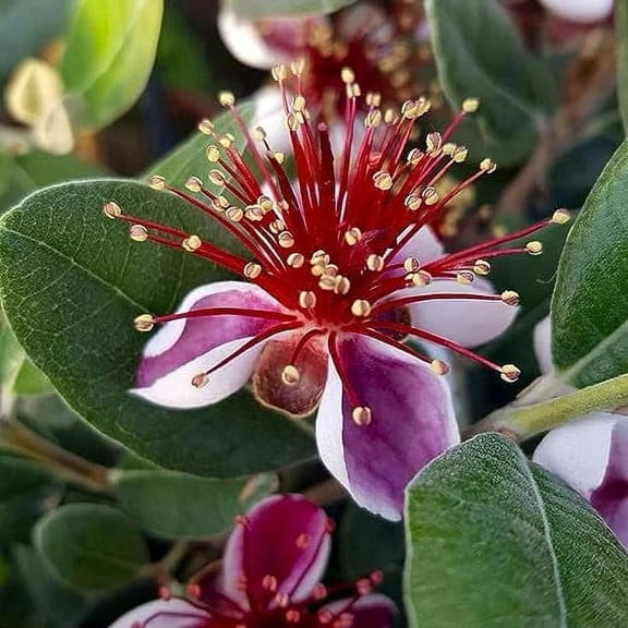 Pineapple Guava - Live Plant - Feijoa sellowiana - Cold Hardy Edible 2#