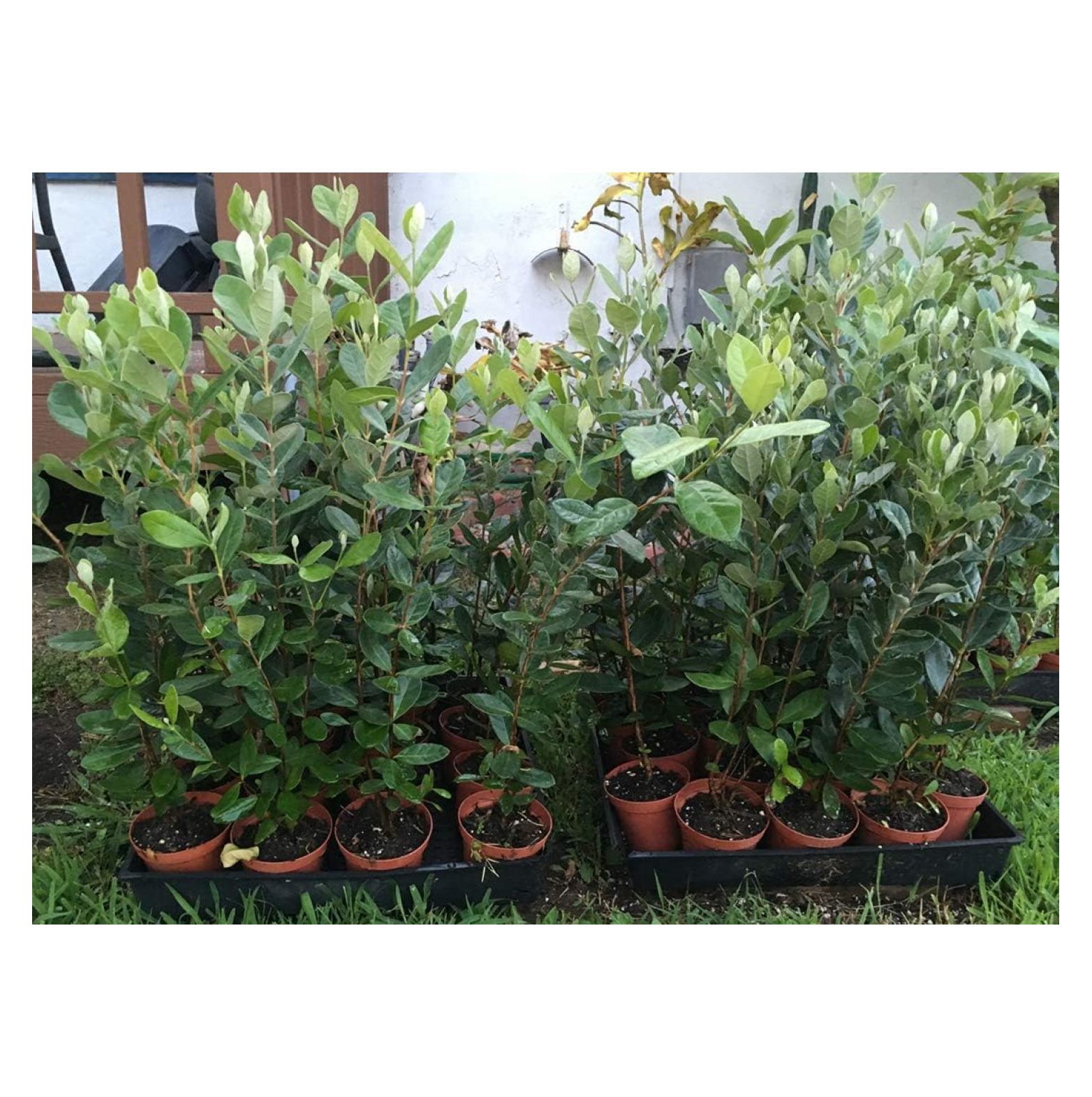 Pineapple Guava Live Plant Feijoa sellowiana Cold Hardy Edible