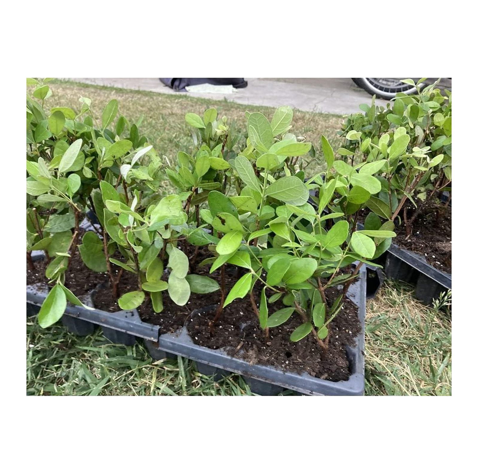 Pineapple Guava Live Plant Feijoa sellowiana Cold Hardy Edible