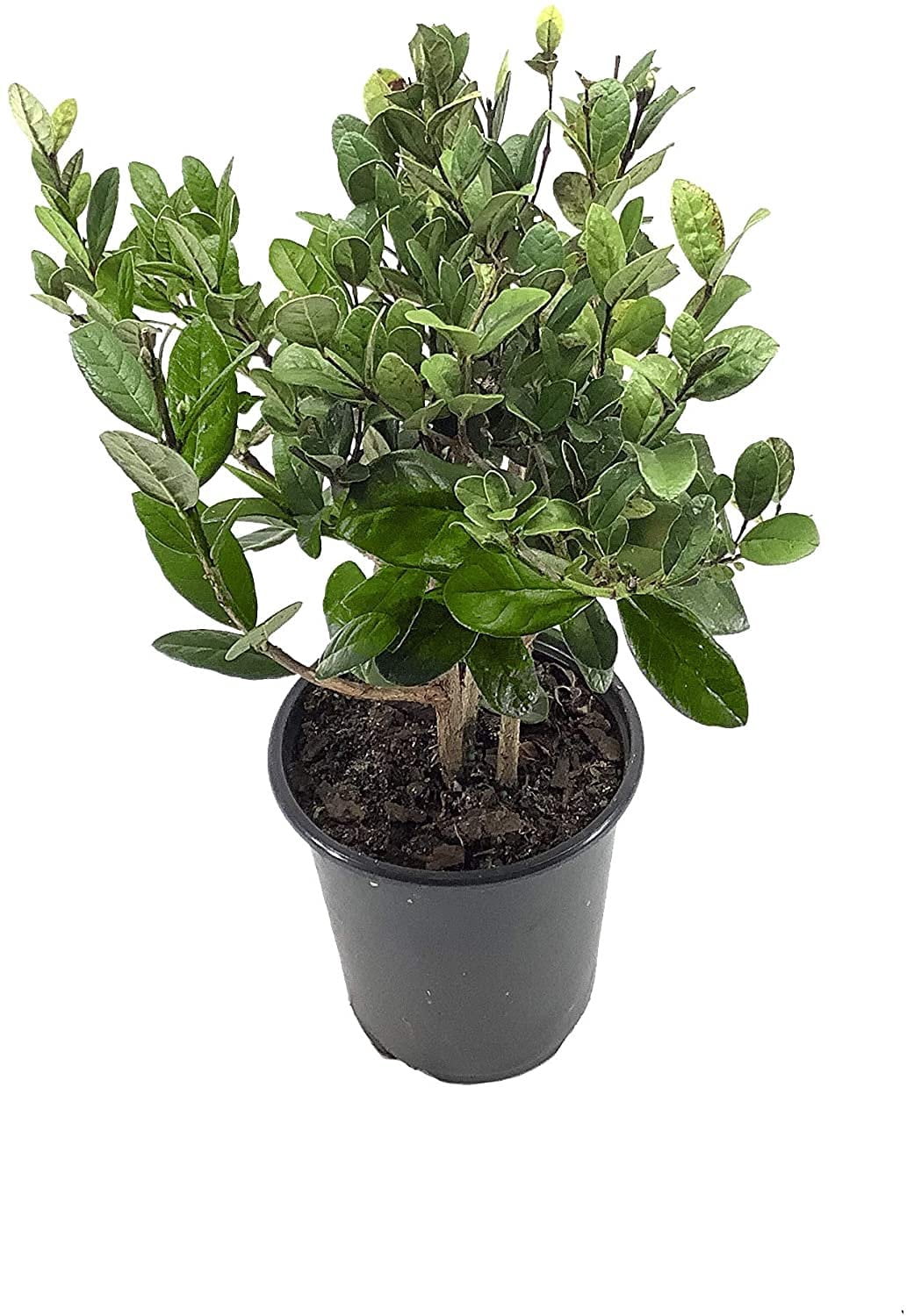 Pineapple Guava Plant - 5 Live 4 Inch Plants - Feijoa Sellowiana - Edible  Flowers and Fruit - Walmart.com