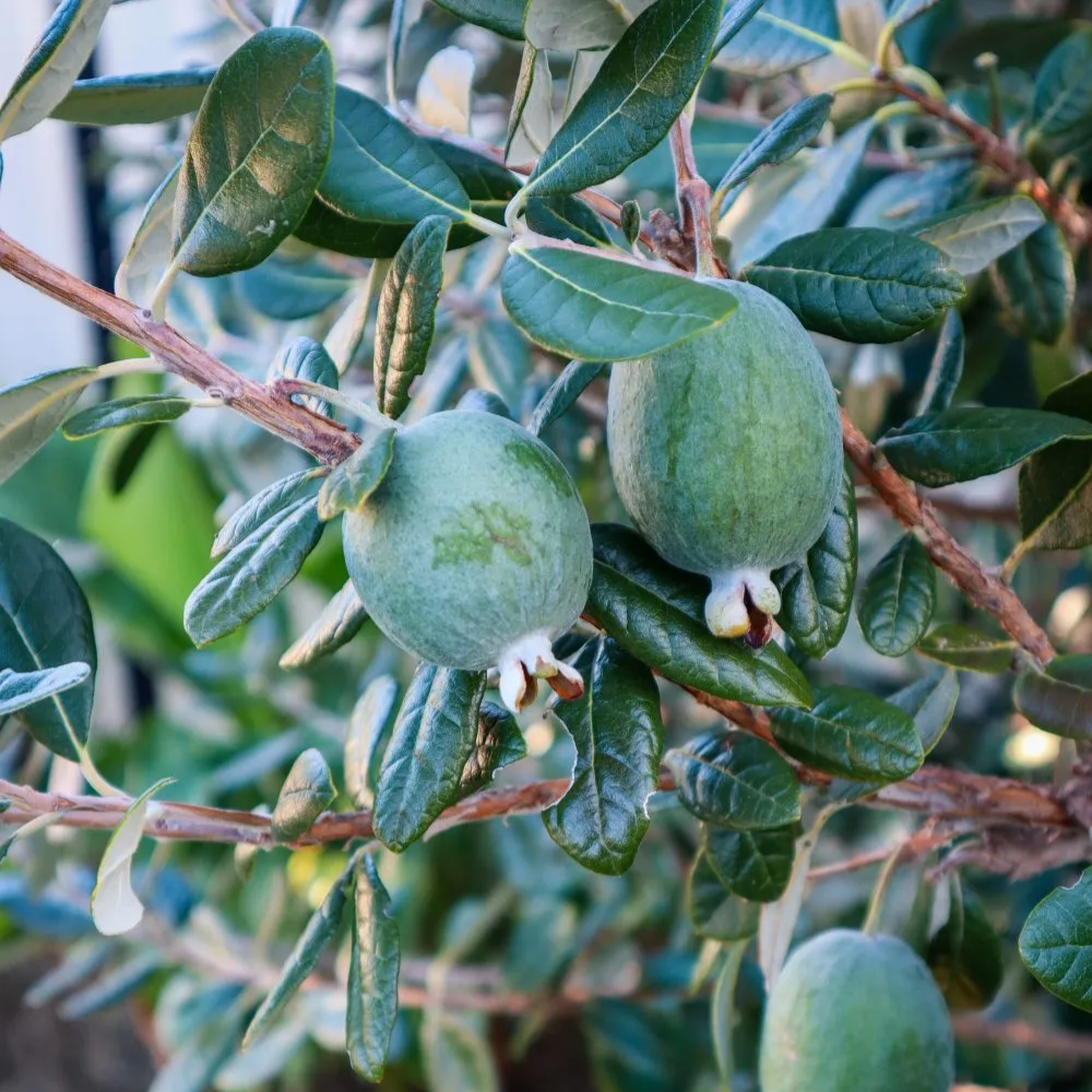 Pineapple Guava Tree Live Plant, 4-8” Tall, Tropical Guava Live Plant ...