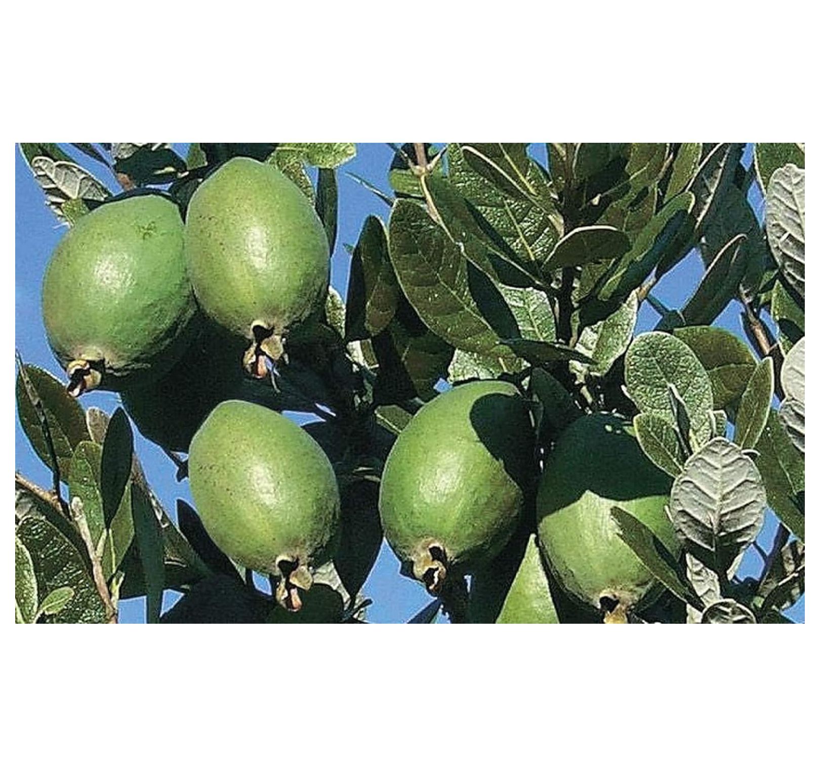 Pineapple Guava Tree Plant Live Guava Fruit Tree Outdoors