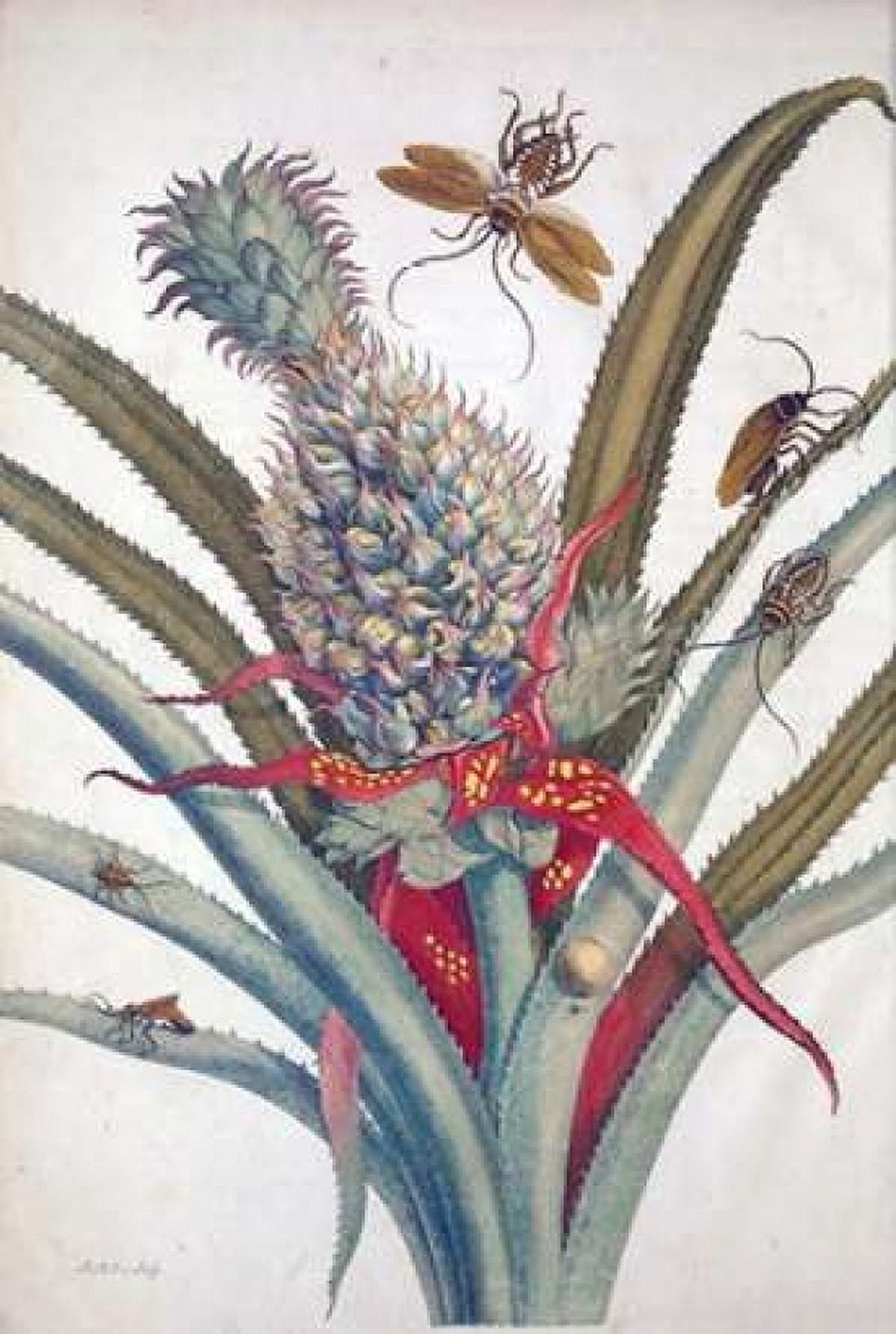 Pineapple Insects plate 1 Canvas Art - Sybilla Merian (20 x 28)
