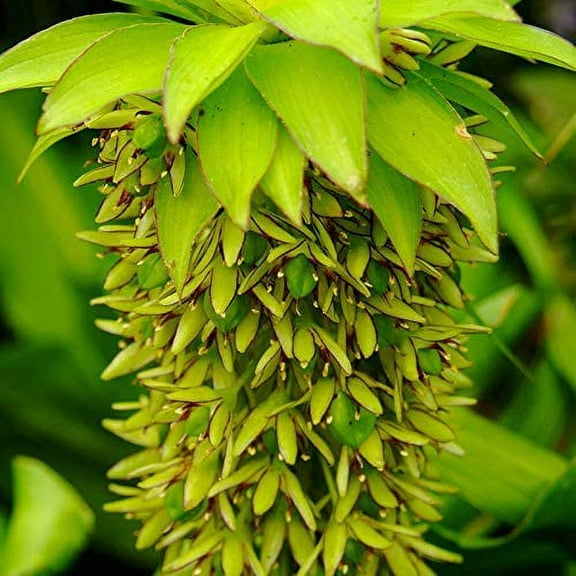 Pineapple Lily Flower Bulb - Deer Resistant - Grows Well In Containers - Perennializing Lilies - Easy to Grow Live Plants - Outdoor Garden