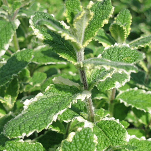 Pineapple Mint Herb Live Plant, Variegated Herb Live for Indoor Outdoor Grow, 4 Inc