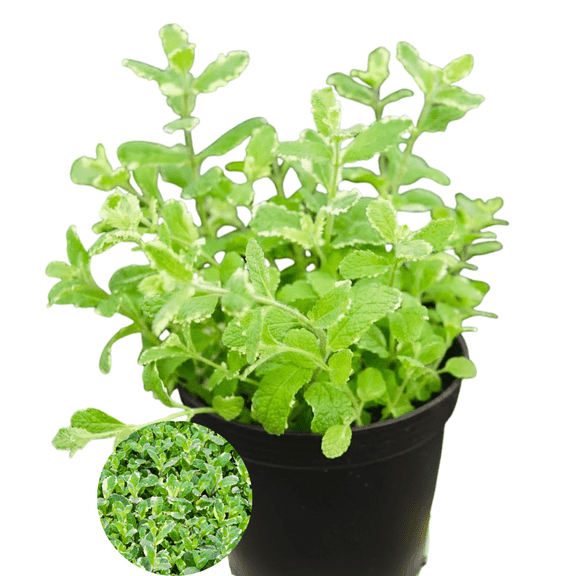 Pineapple Mint Plant Live in 2.5'' Pot, Mint Plant, Live Edible Fragrant Herb Plant, Live Plant for Garden, Ready to Grow