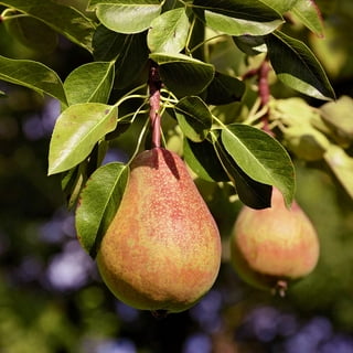 Fresh pears in male hands. Juicy flavorful pears in box, basket