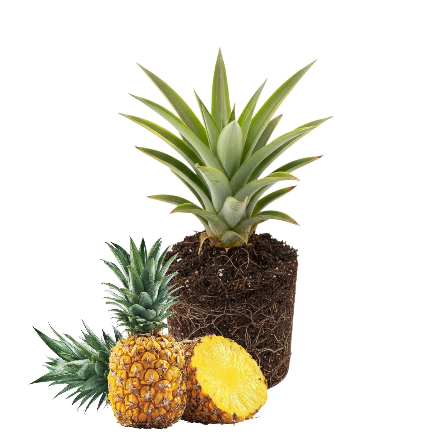 Pineapple Plant
