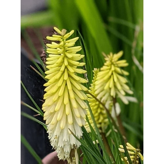 Pineapple Popsicle Dwarf Poker/ Torch Lily/ Kniphofia