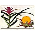 thumbnail image 1 of Pineapple Poster Print by 19th C Anonymous (20 x 28), 1 of 1