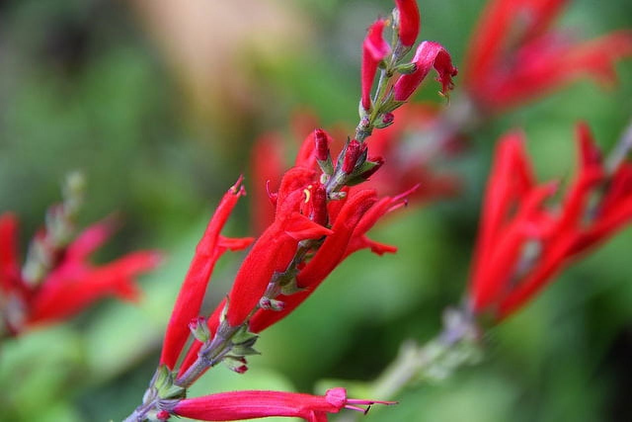 Salvia Elegans: Pineapple Sage Live Starter Plant - Fragrant Herb with  Beautiful Foliage, Perfect for Kitchen and Decor - Walmart.com