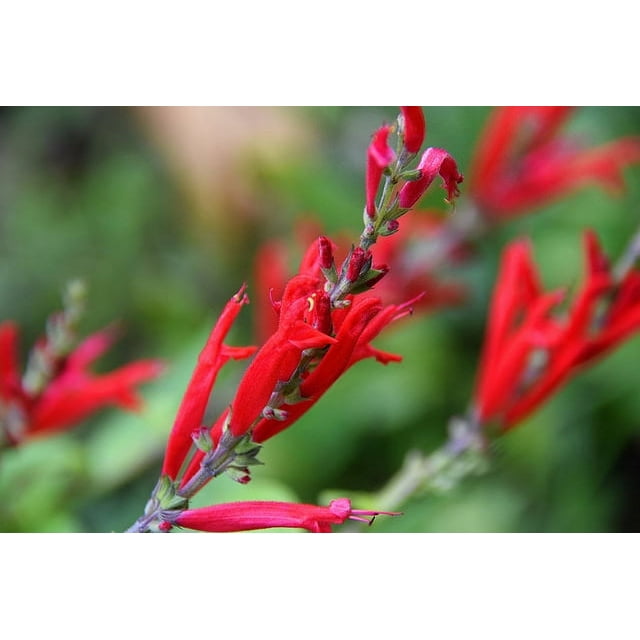 Pineapple Sage Herb Live Starter Plant