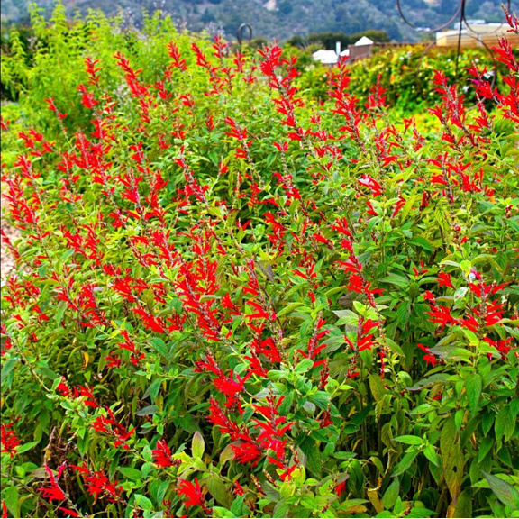 Pineapple Sage Plant Live for Planting, Fragrant Herb with Red Flowers for Gardens and Containers, 3-5 Inch Tall