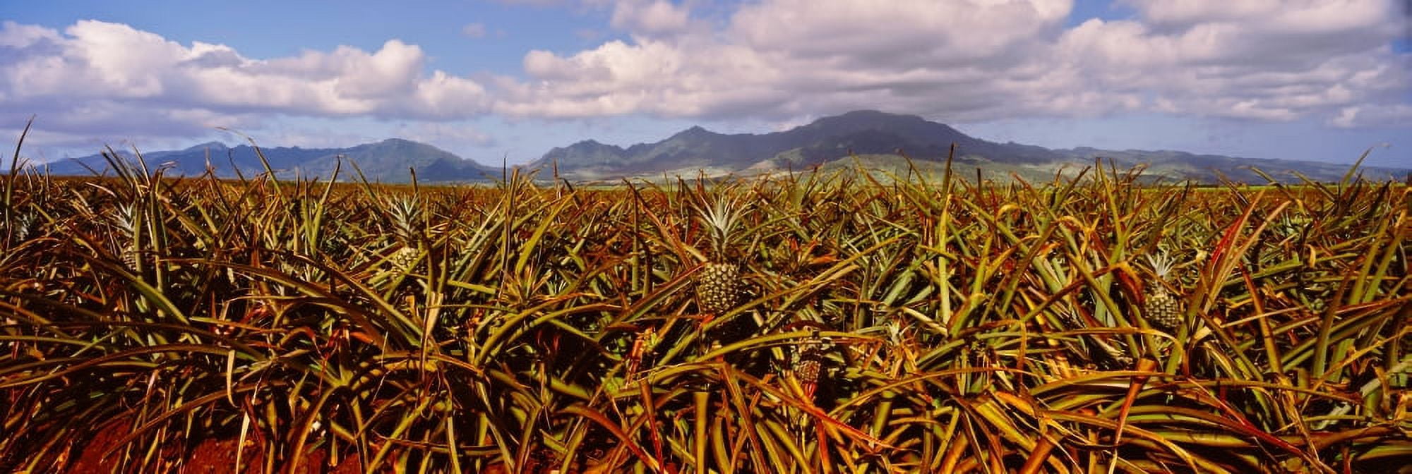 Pineapple farm North Shore Oahu Hawaii USA Canvas Art - Panoramic Images (27 x 9)