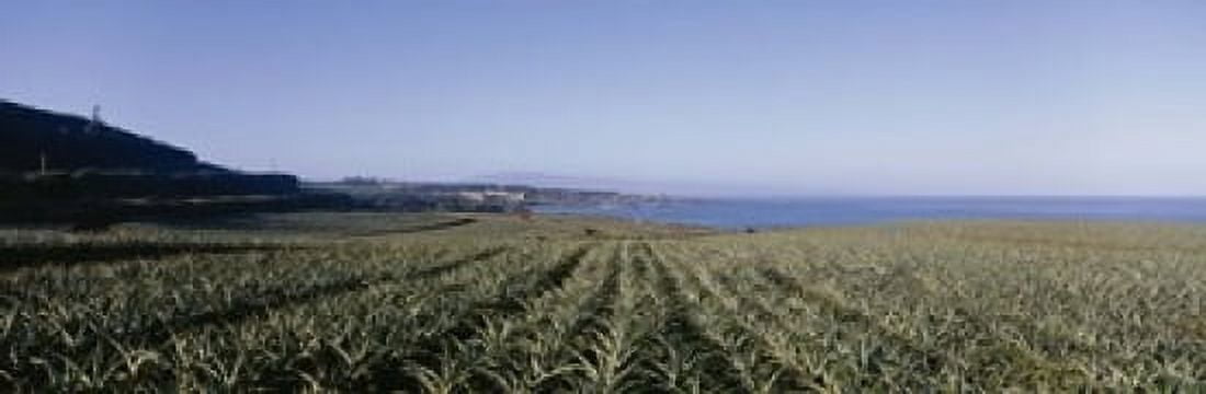 Pineapple field on a landscape Kapalua Maui Hawaii USA Canvas Art - Panoramic Images (18 x 6)