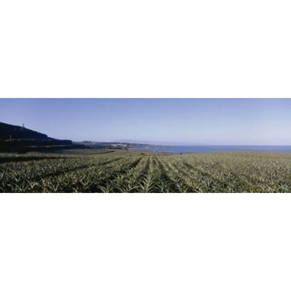 Pineapple field on a landscape Kapalua Maui Hawaii USA Canvas Art - Panoramic Images (18 x 6)