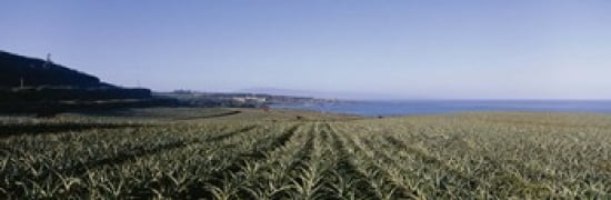 Pineapple field on a landscape Kapalua Maui Hawaii USA Canvas Art - Panoramic Images (36 x 12)