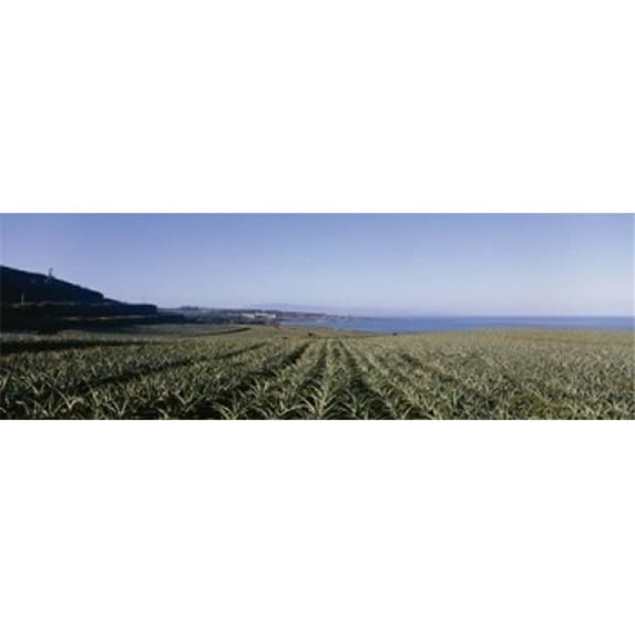 Pineapple field on a landscape Kapalua Maui Hawaii USA Poster Print by - 36 x 12