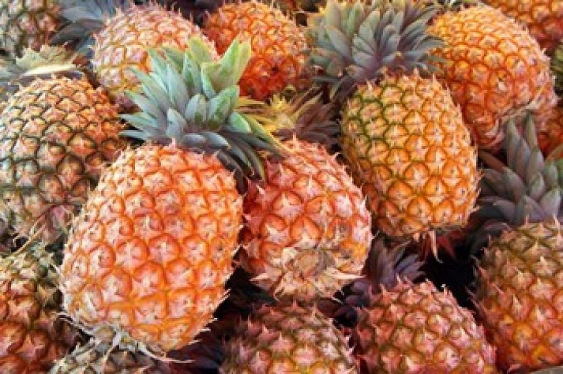 Pineapples Sunshine Coast Queensland Australia Canvas Art - David Wall DanitaDelimont (26 x 17)