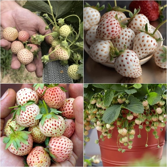 Pineberry Plants for Growing, White Strawberry (10 Plants)