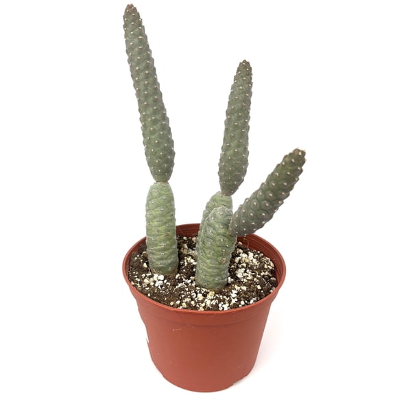 Pinecone Cactus Tephrocactus Articulatus Live Plants, 6 inches Pot, Unique Looking