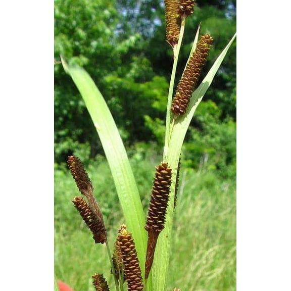 Pinecone Cattail Seeds for Planting (50 Seeds) - Carex shortiana - Shorts Sedge Aquatic Plant