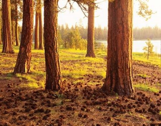 Pinecone Woods Canvas Art - Dennis Frates (22 x 28)