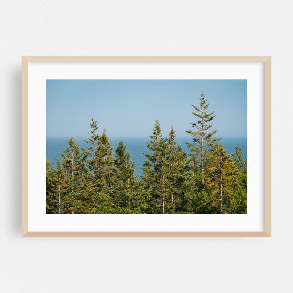 Pines in Acadia - Maine Photography Nature Forest Ocean Coast Scenic Landscape Woodland Oak Framed Wall Art Print 16 x 24 inches