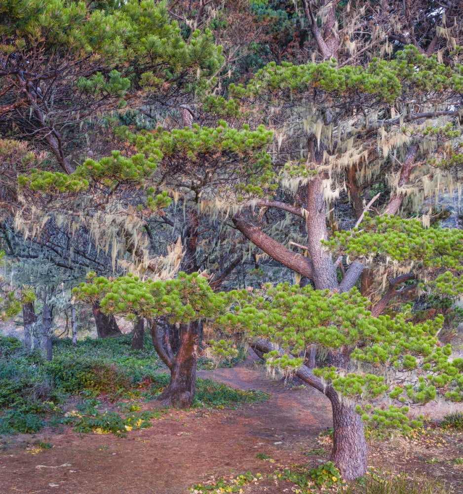 Pines with hanging lichens Pacific Coast Brookings Curry County Oregon USA Canvas Art - Panoramic Images (24 x 24)