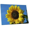 thumbnail image 1 of Pingo World 0809QG41I5M "Sunflower Flower" Gallery Wrapped Canvas Wall Art, 20" x 16", Variable, 1 of 4